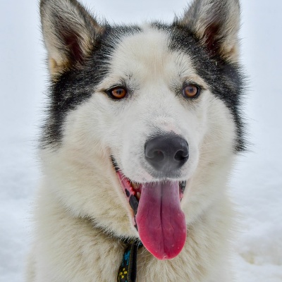 Chiens de traineaux, Gryon 2018