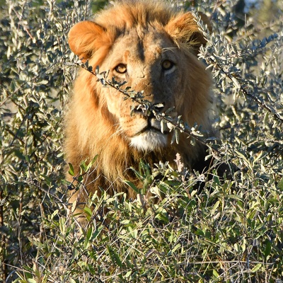 Voyages en Afrique