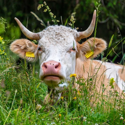 Sortie 4x4 juillet 2020