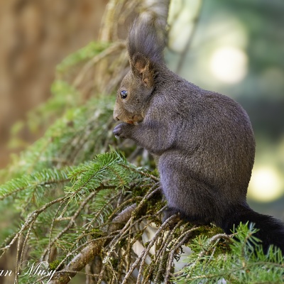 Ecureuils à Cran Montana 2024